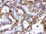 ALDH3A2 Antibody in Immunohistochemistry (Paraffin) (IHC (P))