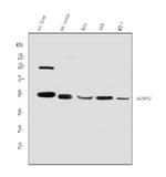 ALDH3A2 Antibody in Western Blot (WB)