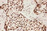 ALOX5 Antibody in Immunohistochemistry (Paraffin) (IHC (P))