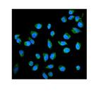 Placental Alkaline Phosphatase Antibody in Immunocytochemistry (ICC/IF)