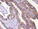 AMD1 Antibody in Immunohistochemistry (Paraffin) (IHC (P))