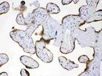 AMFR Antibody in Immunohistochemistry (Paraffin) (IHC (P))