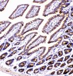 AMFR Antibody in Immunohistochemistry (Paraffin) (IHC (P))