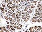 alpha Amylase 1 Antibody in Immunohistochemistry (Paraffin) (IHC (P))