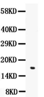 Angiogenin Antibody in Western Blot (WB)