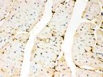 Annexin A3 Antibody in Immunohistochemistry (Paraffin) (IHC (P))