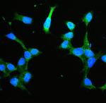 Annexin V Antibody in Immunocytochemistry (ICC/IF)