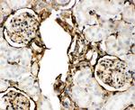 Annexin V Antibody in Immunohistochemistry (Paraffin) (IHC (P))