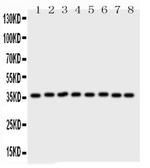 Annexin V Antibody in Western Blot (WB)