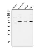 APEX2 Antibody in Western Blot (WB)