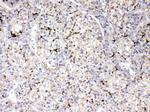 Apolipoprotein B Antibody in Immunohistochemistry (Paraffin) (IHC (P))