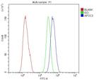 ApoC3 Antibody in Flow Cytometry (Flow)