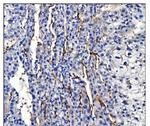 Aquaporin 1 Antibody in Immunohistochemistry (Paraffin) (IHC (P))