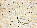 Aquaporin 4 Antibody in Immunohistochemistry (Paraffin) (IHC (P))