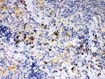 ATG14 Antibody in Immunohistochemistry (Paraffin) (IHC (P))