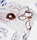 SERCA1 ATPase Antibody in Immunohistochemistry (Paraffin) (IHC (P))