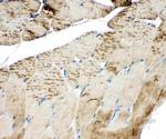 SERCA1 ATPase Antibody in Immunohistochemistry (Paraffin) (IHC (P))