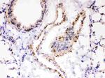 SERCA2 ATPase Antibody in Immunohistochemistry (Paraffin) (IHC (P))