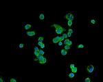 ATP5H Antibody in Immunocytochemistry (ICC/IF)