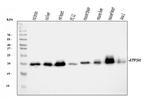 ATP5H Antibody in Western Blot (WB)