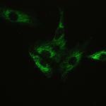 Ataxin 2 Antibody in Immunocytochemistry (ICC/IF)