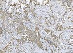 Ataxin 2 Antibody in Immunohistochemistry (Paraffin) (IHC (P))