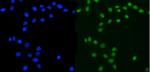 Ataxin 3 Antibody in Immunocytochemistry (ICC/IF)