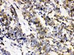 Ataxin 3 Antibody in Immunohistochemistry (Paraffin) (IHC (P))