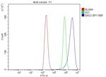 BAG2 Antibody in Flow Cytometry (Flow)