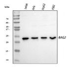 BAG2 Antibody in Western Blot (WB)