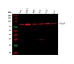 BAG3 Antibody in Western Blot (WB)