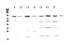 BAP1 Antibody in Western Blot (WB)