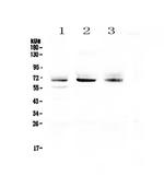 Bestrophin 1 Antibody in Western Blot (WB)