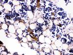 Osteocalcin Antibody in Immunohistochemistry (Paraffin) (IHC (P))