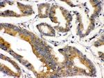 BMP-2 Antibody in Immunohistochemistry (Paraffin) (IHC (P))