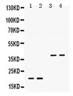 BMP-2 Antibody in Western Blot (WB)