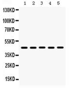 BMP4 Antibody in Western Blot (WB)