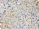 BMP5 Antibody in Immunohistochemistry (Paraffin) (IHC (P))