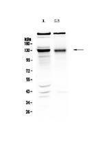 BMPR2 Antibody in Western Blot (WB)