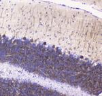 betacellulin Antibody in Immunohistochemistry (Paraffin) (IHC (P))