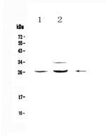 betacellulin Antibody in Western Blot (WB)