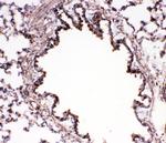 Bub3 Antibody in Immunohistochemistry (Frozen) (IHC (F))