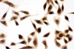 Bub3 Antibody in Immunocytochemistry (ICC/IF)