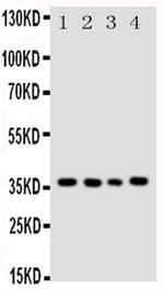 Bub3 Antibody in Western Blot (WB)