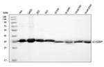 C1QBP Antibody in Western Blot (WB)