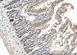 Carbonic Anhydrase I Antibody in Immunohistochemistry (Paraffin) (IHC (P))