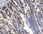 Carbonic Anhydrase I Antibody in Immunohistochemistry (Paraffin) (IHC (P))