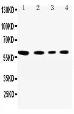 CADM1 Antibody in Western Blot (WB)