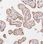 CARS Antibody in Immunohistochemistry (Paraffin) (IHC (P))