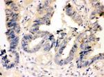 Caspase 7 p11 Antibody in Immunohistochemistry (Paraffin) (IHC (P))